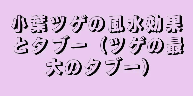 小葉ツゲの風水効果とタブー（ツゲの最大のタブー）