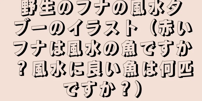 野生のフナの風水タブーのイラスト（赤いフナは風水の魚ですか？風水に良い魚は何匹ですか？）