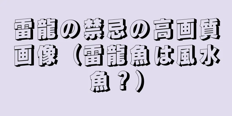 雷龍の禁忌の高画質画像（雷龍魚は風水魚？）